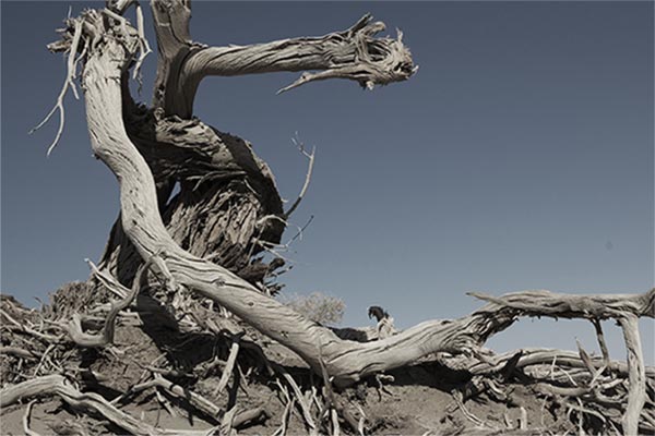 Nature-What-we-do-Single-Image m