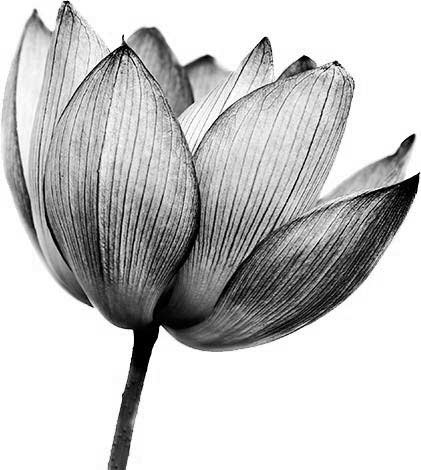 home-rose-image-1 ss